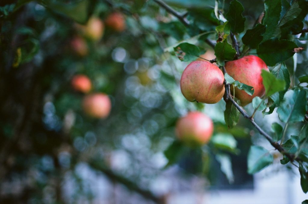 Apple Tree